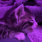 Avatar pour Julien d