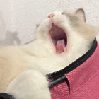 Profilbild für Yidan L