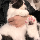 Profilbild für CHENGCHAO T