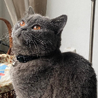 Profilbild für Rozhina M