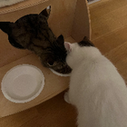 Profilbild für Ali C