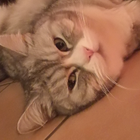 Profilbild für Verena O