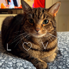 Avatar for Safiyah k