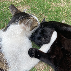 Profilbild für Elswyt L