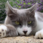 Avatar pour Doris S