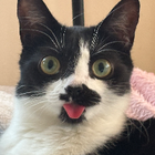 Profilbild für Qiuyi C