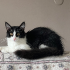 Avatar pour Oumaima A