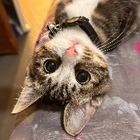 Avatar for Ang Kk kara P