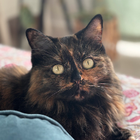 Avatar for Rosalind (Rosie) A