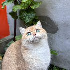 Avatar pour Jiannan z