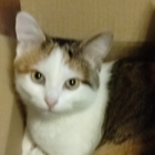 Avatar pour Véronique C