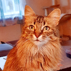 Profilbild für Chayenne W