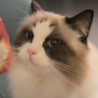 Avatar for Xuefeng (Fiona) C