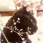 Profilbild für Sarah P