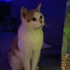 Profielfoto voor Jindy z