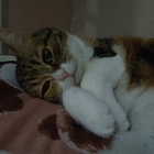 Profielfoto voor Siming L