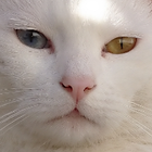 Avatar pour Fabien L