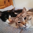 Profilbild für Cora G