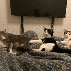 Avatar pour Océane R