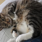 Profilbild für Rika S
