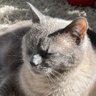 Profilbild für Kelli M