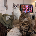 Avatar for Justine G