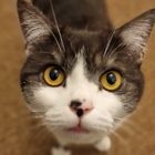 Profilbild für Humaira N