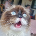 Profilbild für Jessica J
