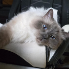 Avatar pour Adeline Y