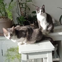 Avatar pour Sylvie G