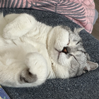 Avatar for Songrui H