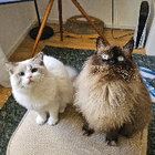 Profilbild für Surya S