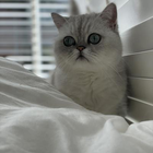 Profielfoto voor Ela-Murat Y