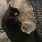 Profilbild für Sina M