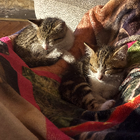 Avatar for Lorraine M