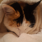 Avatar pour Magalie A