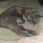 Avatar pour Alizée T