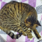 Profilbild für Jiameng J