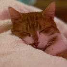 Avatar for Jane & Hoogs H