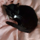 Avatar for Haleema (Leena) N