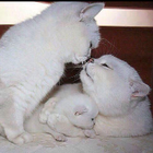 Avatar for Tantica P