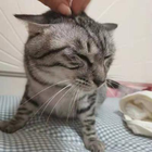 Avatar for YUEER L