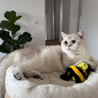 Profilbild für Nina P
