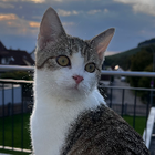 Profilbild für Nina M