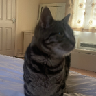 Avatar for Andreea A