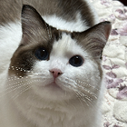 Profilbild für Junyi W