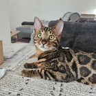 Profilbild für Mona A
