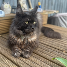 Avatar for Jardell E