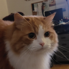 Profilbild für Tuo Z