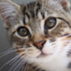 Avatar for Shelley G